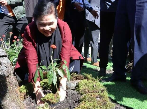 Lãnh đạo tỉnh Lai Châu trồng sâm tại Thái Minh Farm.